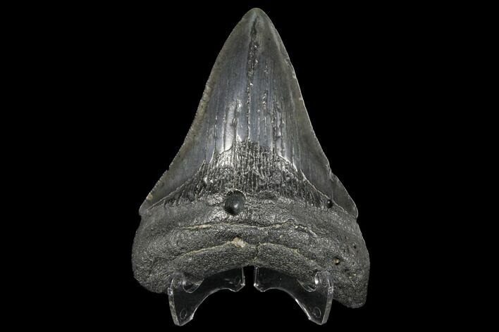 Fossil Megalodon Tooth - South Carolina #130726